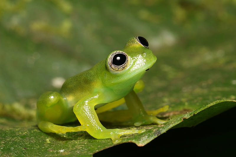 Frog, broasca, green, leaf, amphibian, HD wallpaper