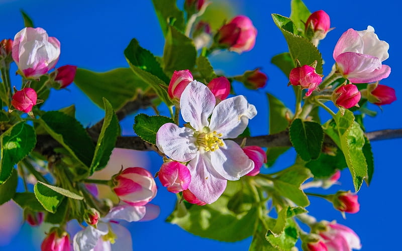 Spring, blossom, green, flower, pink, white, primavara, blue, HD wallpaper