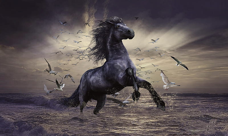 Racing In The Storm, dreamy, Horse, water, black, dark, storm, seagulls, sea, bonito, HD wallpaper