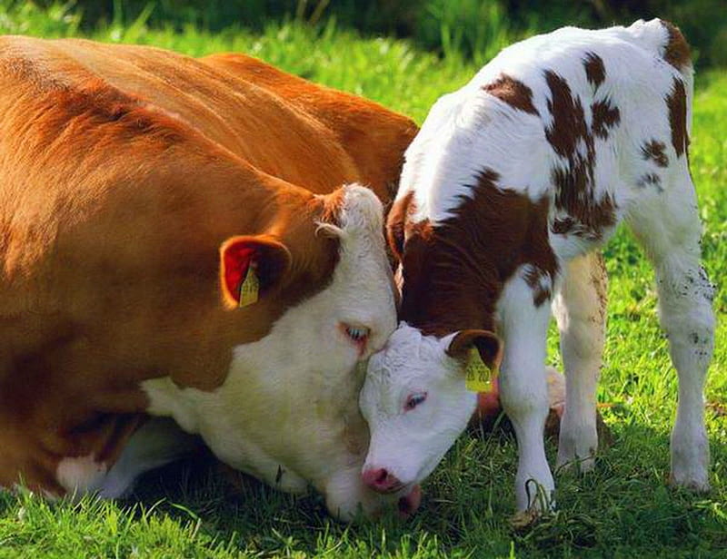 Little calf, spotted, cow, grass, love, calf, Mother, HD wallpaper