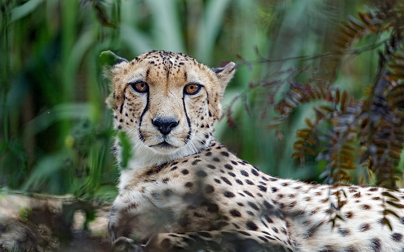 cheetah, big cat, muzzle, glance, predator, HD wallpaper