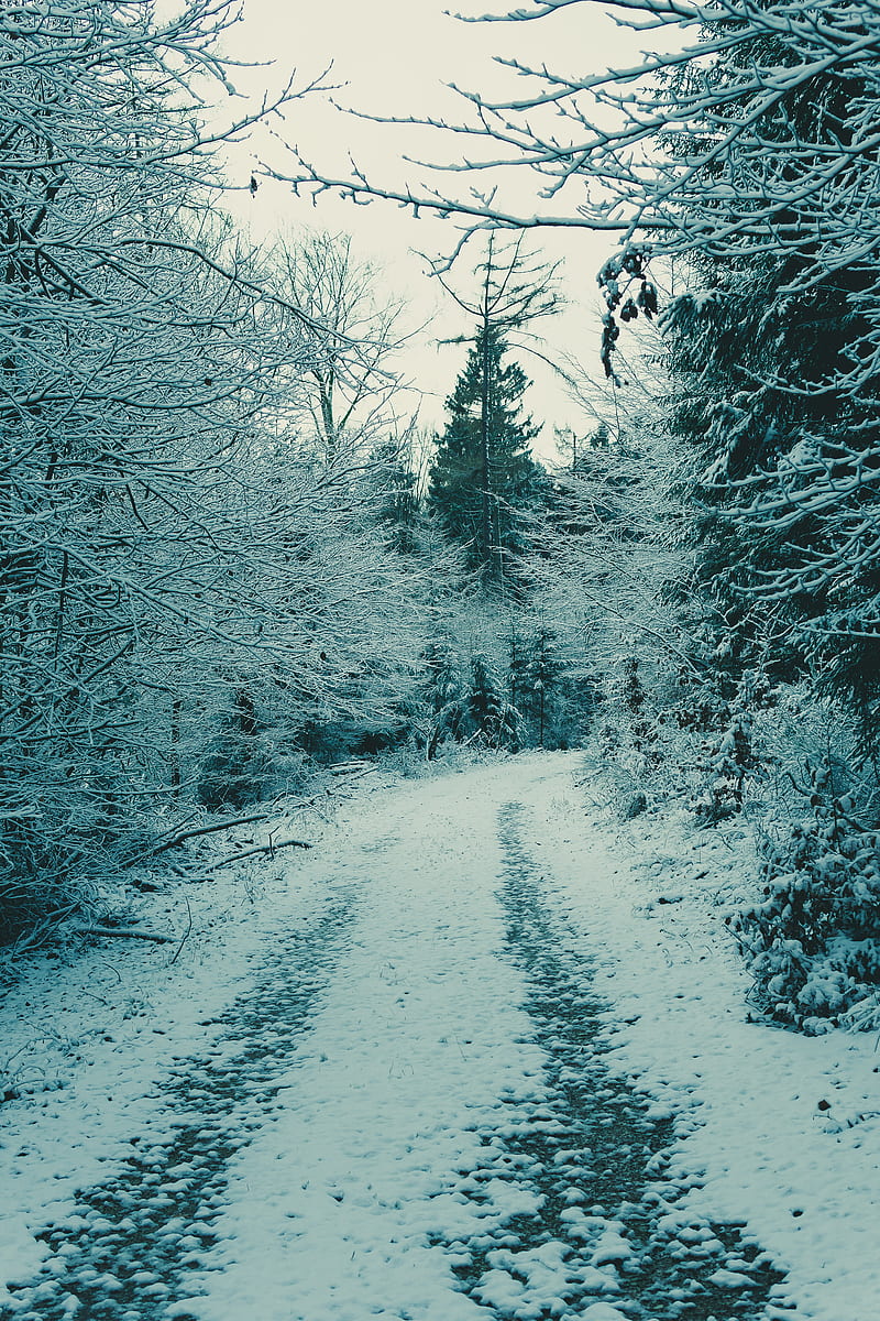 forest, winter forest, snow, branches, HD phone wallpaper