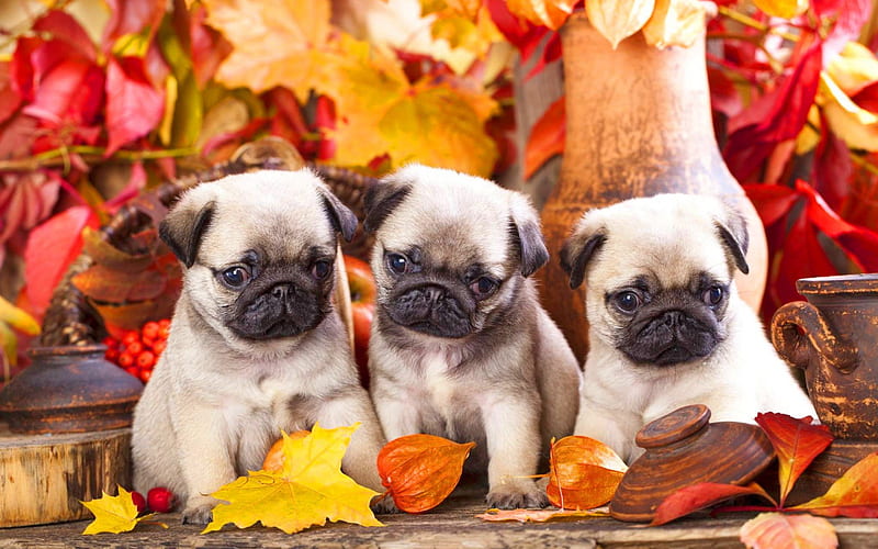 Pug Dog, family, dogs, puppies, small pug, autumn, cute animals, pets, Pug, HD wallpaper