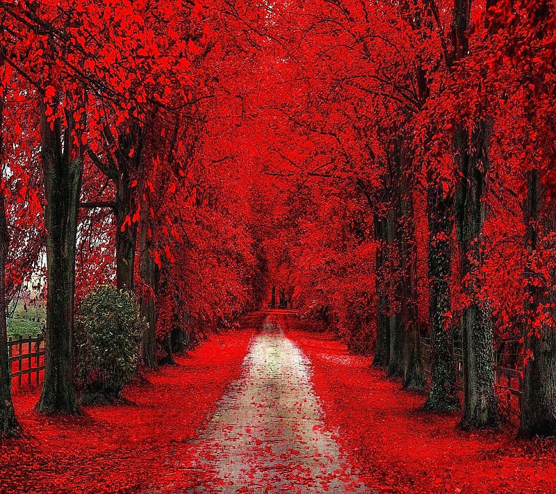 Red Autumn, HD wallpaper | Peakpx