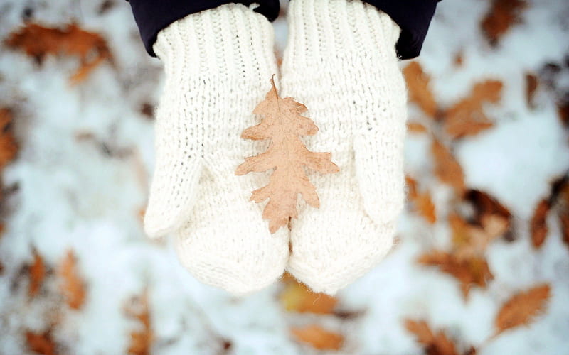 The Last Leaf, hands, autumn, leaves, graphy, snow, mitten, leaf, HD wallpaper