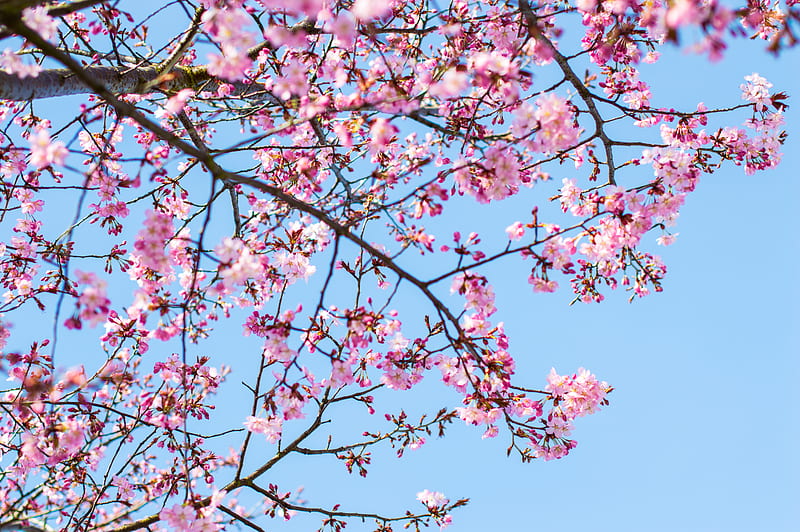 cherry blossom tree under clear blue sky, HD wallpaper