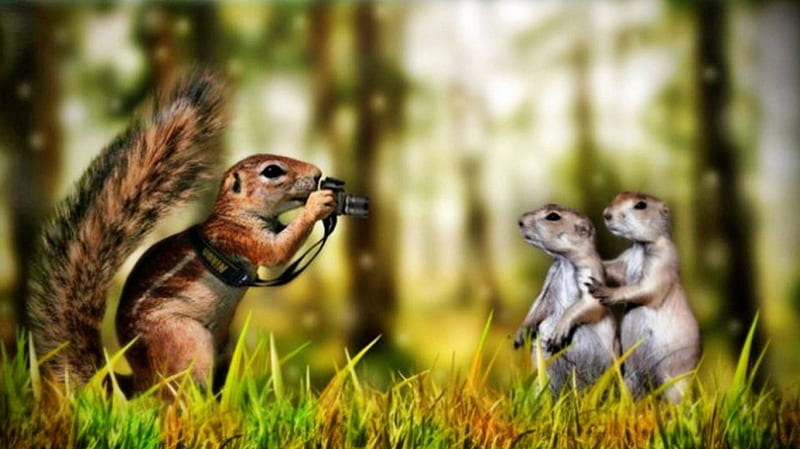 squirrel grapher, cute, fun, animals, squirrels, HD wallpaper