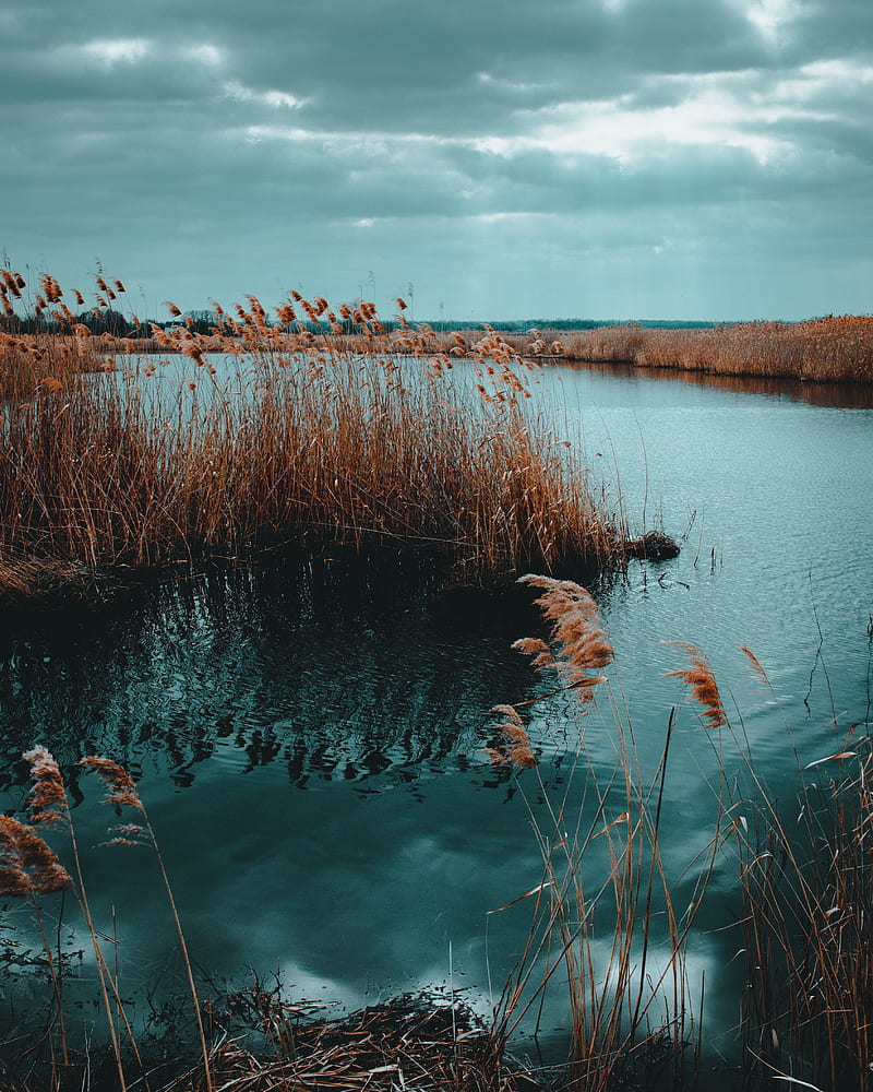 lake, reed, shore, water, grass, dry, HD phone wallpaper