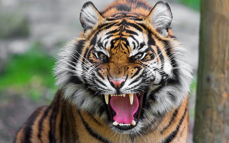Tiger, angry, animal, teeth, HD wallpaper