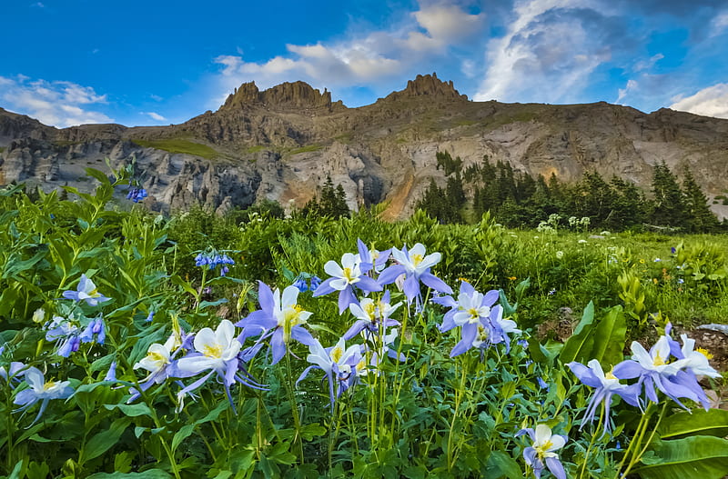 Wild Colorado Columbine, Colorado Mountains, usa, flowers, blossoms, clouds, sky, landscape, HD wallpaper