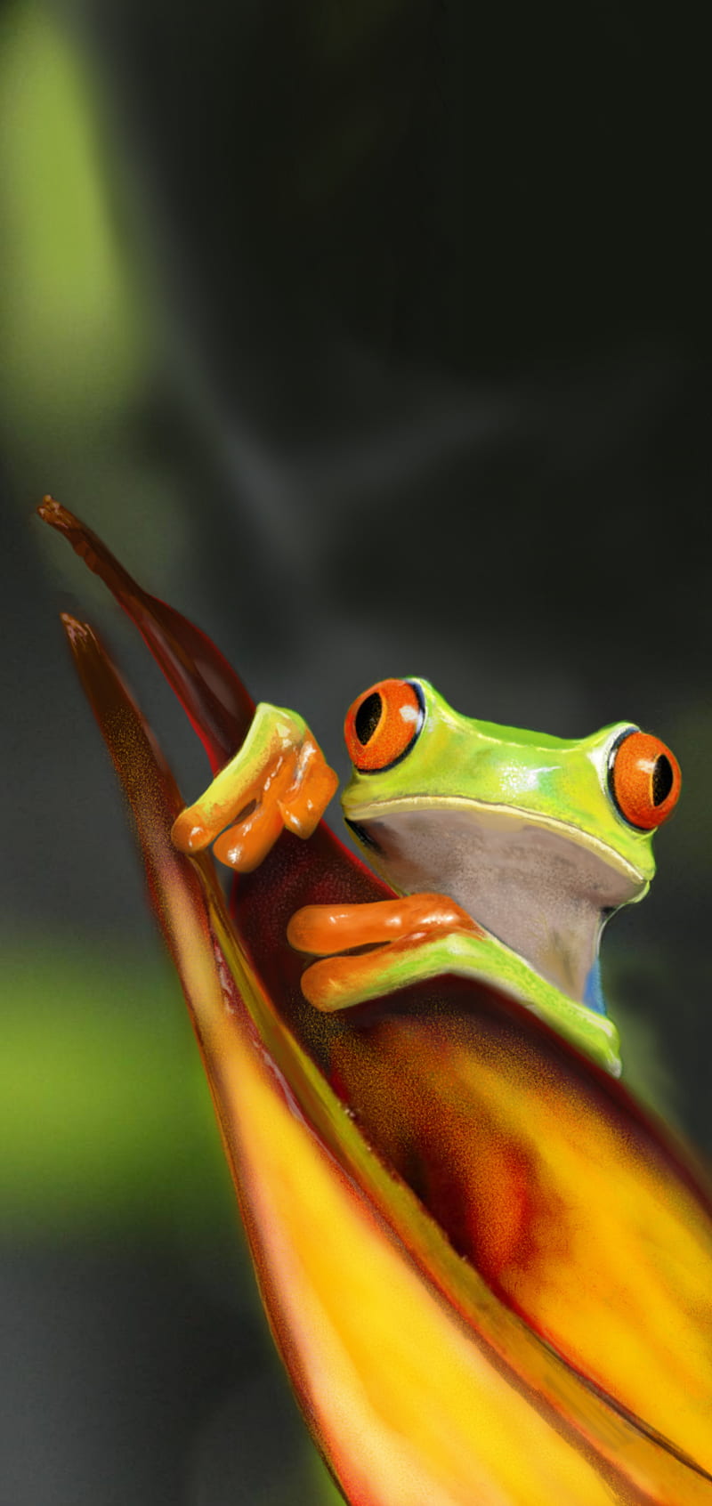 Frog by mid0 , frogs, new, HD phone wallpaper