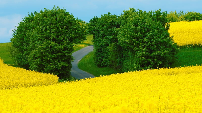 Yellow Summer Field, nature, landscape, field, summer, flowers, meadow, HD wallpaper