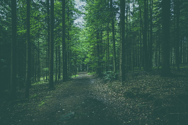 forest, path, trees, pines, conifer, HD wallpaper