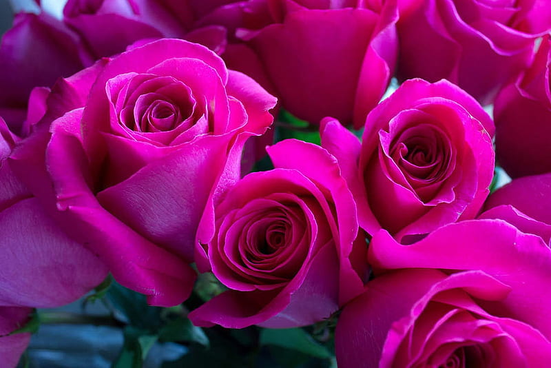 Pink Roses, Close up, Roses, Flowers, Petals, HD wallpaper | Peakpx