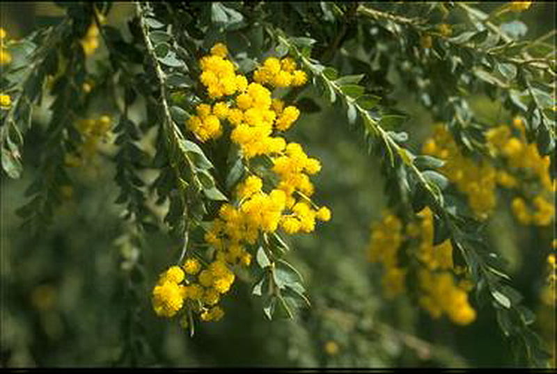 WATTLE, ACACIA yellow, leaves, blossom, branch, HD wallpaper