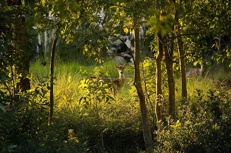 Spotted Deer, Sundarbans, Bangladesh. National parks, Landscape graphy nature, Mangrove forest, West Bengal, HD wallpaper