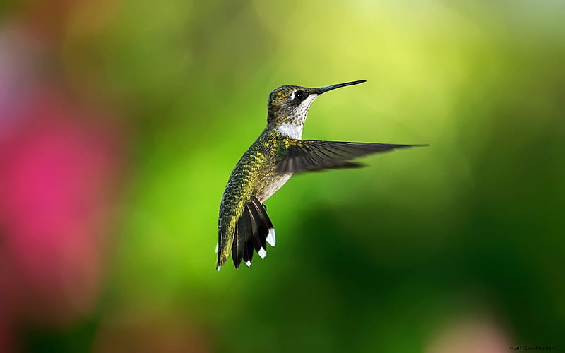 Beautiful Hummingbird, HD wallpaper