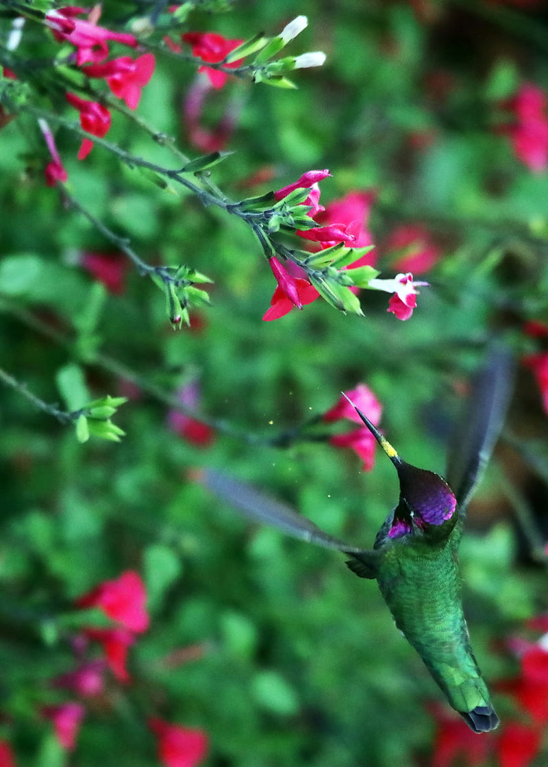 hummingbird, bird, wings, movement, flowers, HD phone wallpaper