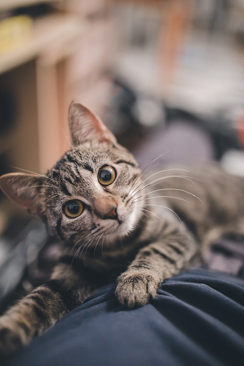 cat, glance, gray, striped, pet, HD phone wallpaper