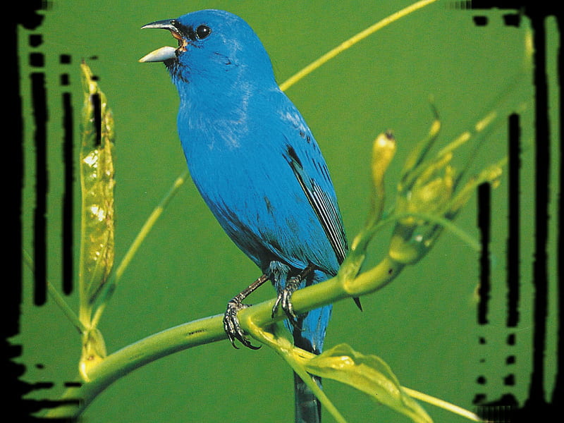 Indigo Bunting - Bird, indigo, animal, graphy, bunting, bird, avian, wildlife, singing, HD wallpaper