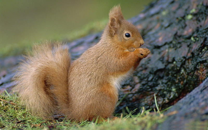 squirrel scotland-Nature wild animals Featured, HD wallpaper