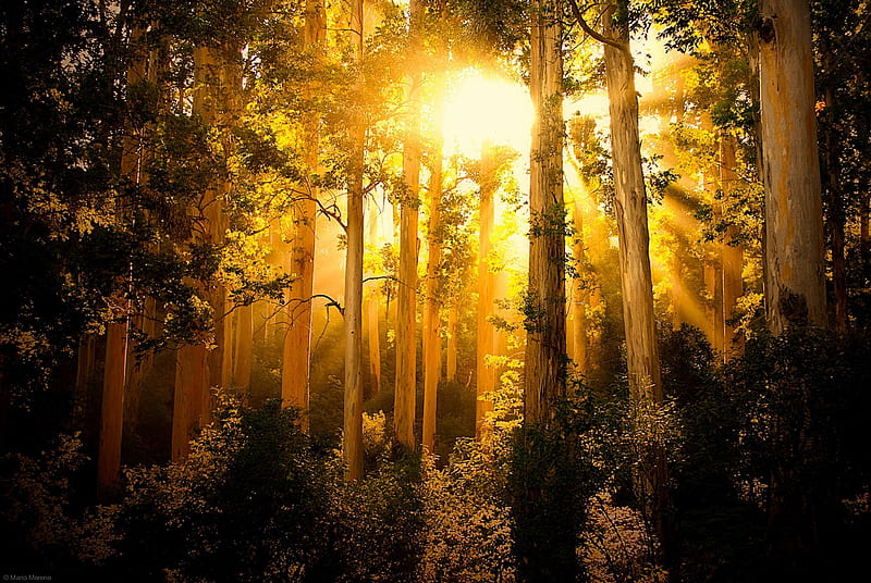 Enchanted, glow, sun, sunbeams, black, yellow, trees, dawning, green, sunrise, forests, HD wallpaper