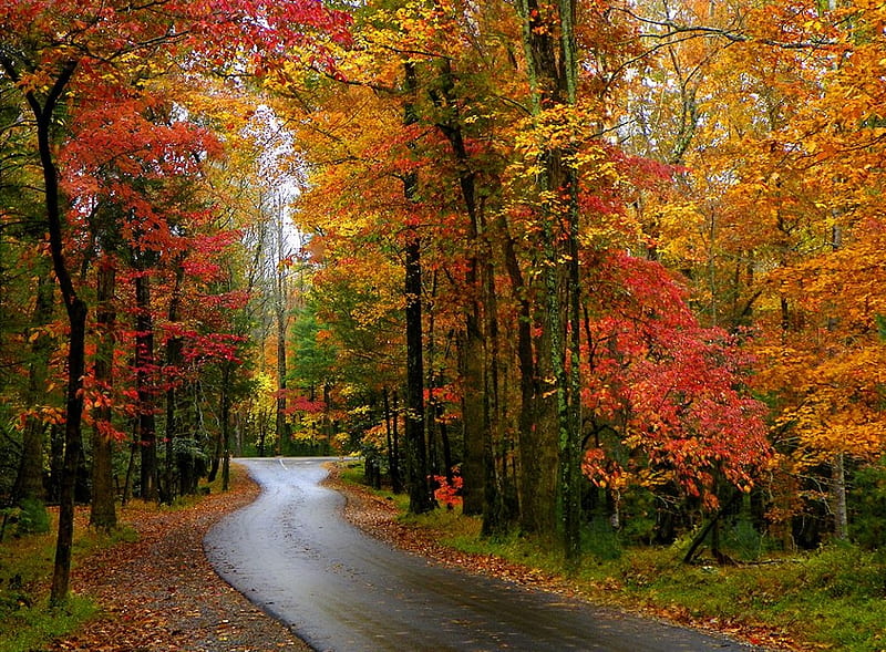Autumn%20in%20Smoky%20Mountains,%20North%20Carolina,%20leaves,%20colors,%20season,%20road,%20%20trees,%20HD%20wallpaper%20|%20Peakpx