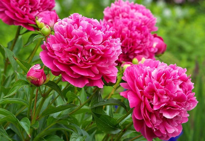 1080P free download | *** Peonies ***, flowers, nature, pink, peonies ...