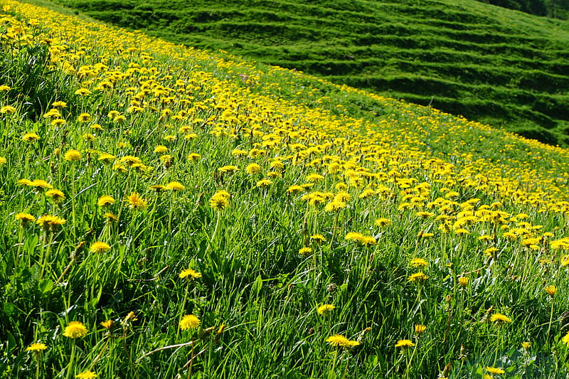 dandelion field wallpaper