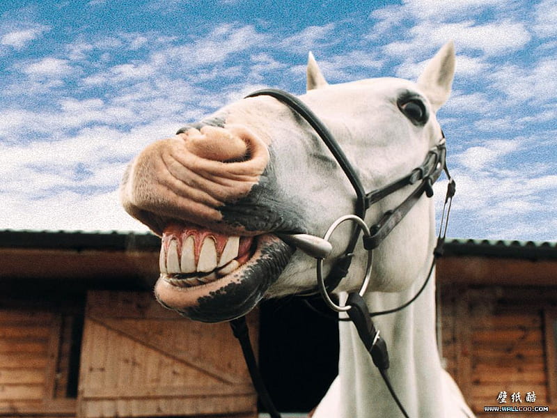 Happy Horse, smile, horse, happy, HD wallpaper