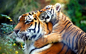 Tiger Cubs Playing With Mom 