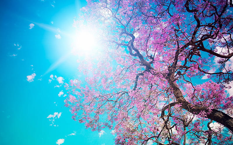 Cherry Blossom Tree, cherry, trees, nature, spring, HD wallpaper