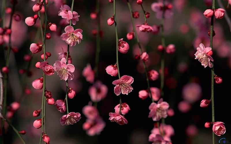 Spring in pink, bonito, branch, elegant blossom, gentle, flowers, pink, sakura, hanging, spring, flower, twig, blossoms, nature, branches, cherry, HD wallpaper