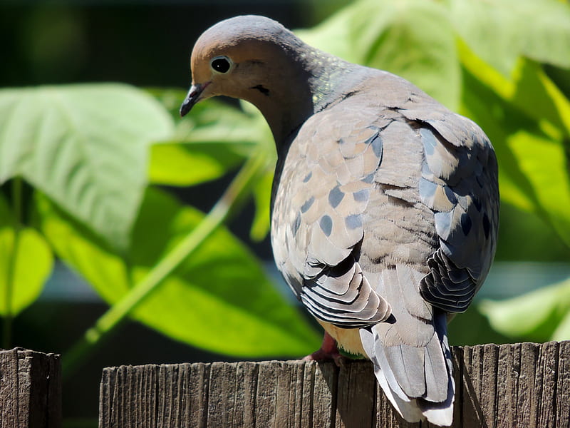 Morning Dove, Tree, graphy, Bird, Fence, Sunshine, HD wallpaper | Peakpx