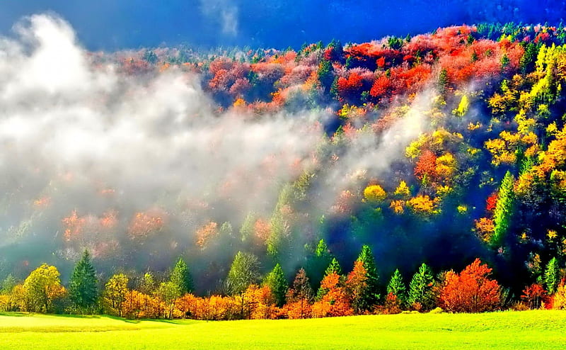 FOG TAKING OVER the AUTUMN FOREST, forest, autumn, trees, sky, clouds, fog, leaves, splendor, nature, HD wallpaper