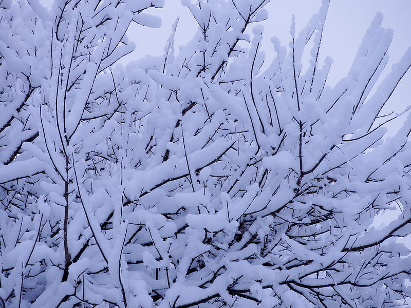 Heavy Snowfall, Tree, graphy, Snow, Nature, Winter, HD wallpaper