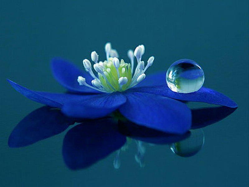 Flor azul y gotas azules, agua, gota, planta, flores, naturaleza, azul,  Fondo de pantalla HD | Peakpx