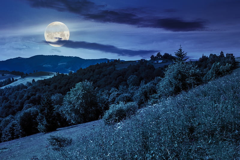 Forest Mountain At Night, stars, forest, grass, sky, clouds, mountain, full moon, flowers, field, HD wallpaper