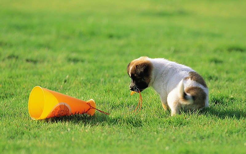 Cute Puppy Having Fun on grass-Lovely Puppies, HD wallpaper