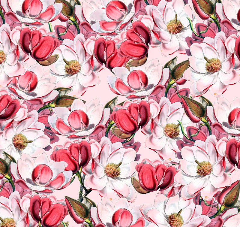 Patrones, flores, blancas, rosas, texturas, magnolia, primavera, Fondo de  pantalla HD | Peakpx