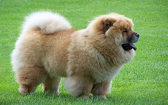 Dogs with 2024 thick fur