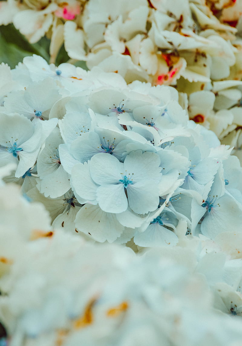 hydrangea, flowers, inflorescence, blue, flowering, HD phone wallpaper