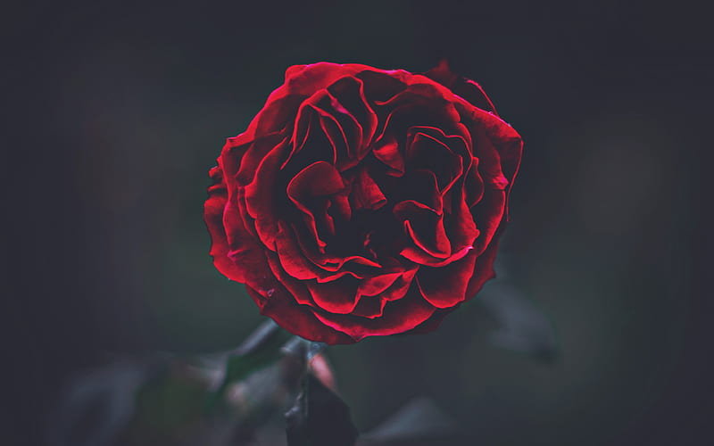 red rose, darkness, close-up, red bud, bokeh, roses, red flower, HD wallpaper