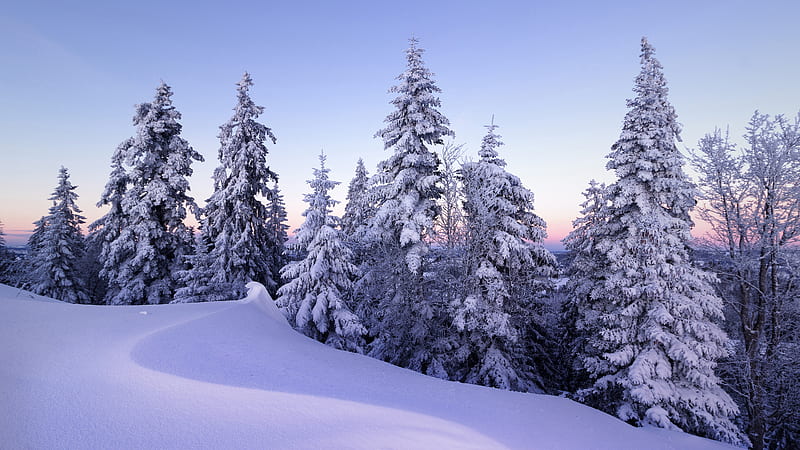 Snow Covered Mountain With Snow Covered Trees Under Blue Sky Winter, HD wallpaper