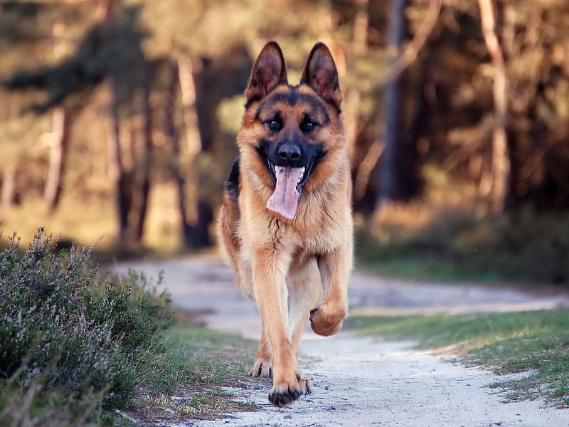 German shepherd dog, face, park, sweet, HD wallpaper