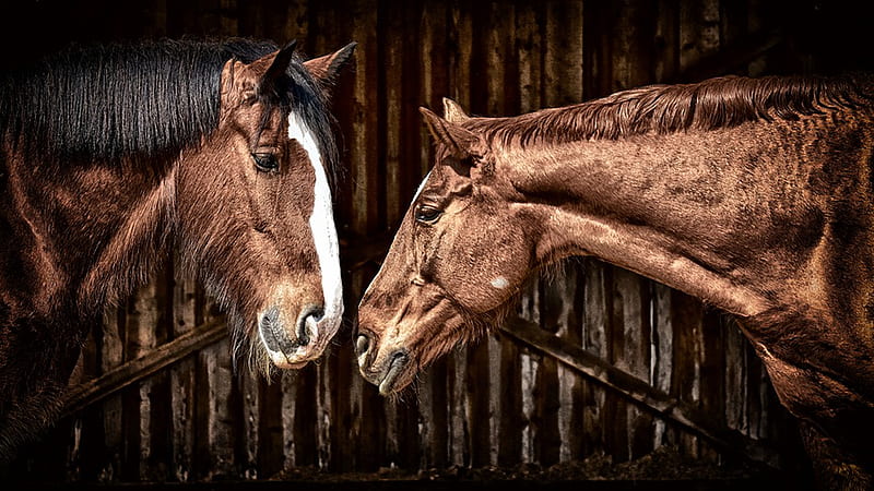 Pair of Horses, farm, nature, equestiran, horses, HD wallpaper