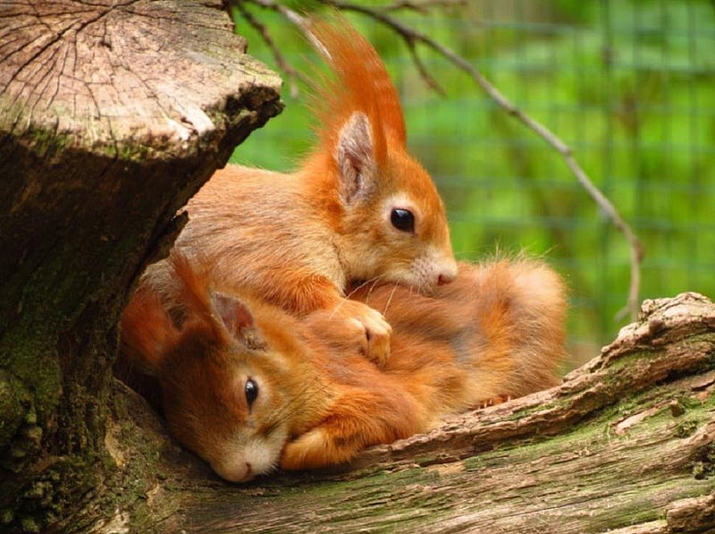 We belong together, cute, animals, together, squirrels, HD wallpaper