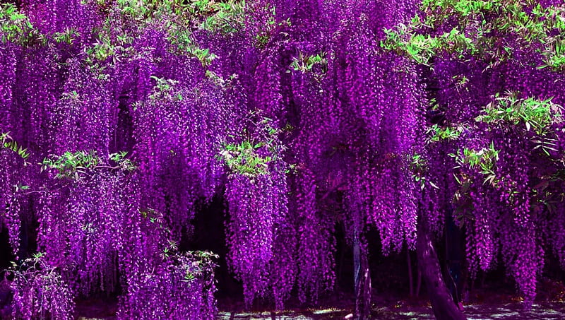 Violet Wisteria, Flowering plants in the Pea family, Wisteria, Fabaceae, Some species are popular ornamental plants, HD wallpaper