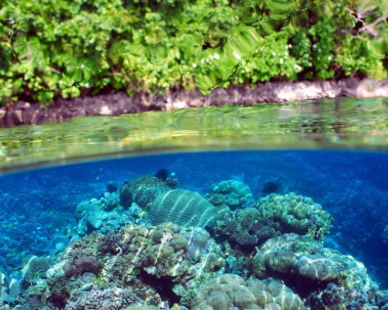Under the Sea - Coral reef, polynesia, reef, fish, snorkel, sea, beach, lagoon, bora bora, marine, blue, scuba, underwater, exotic, islands, ocean, coral, paradise, island, tahiti, tropical, HD wallpaper