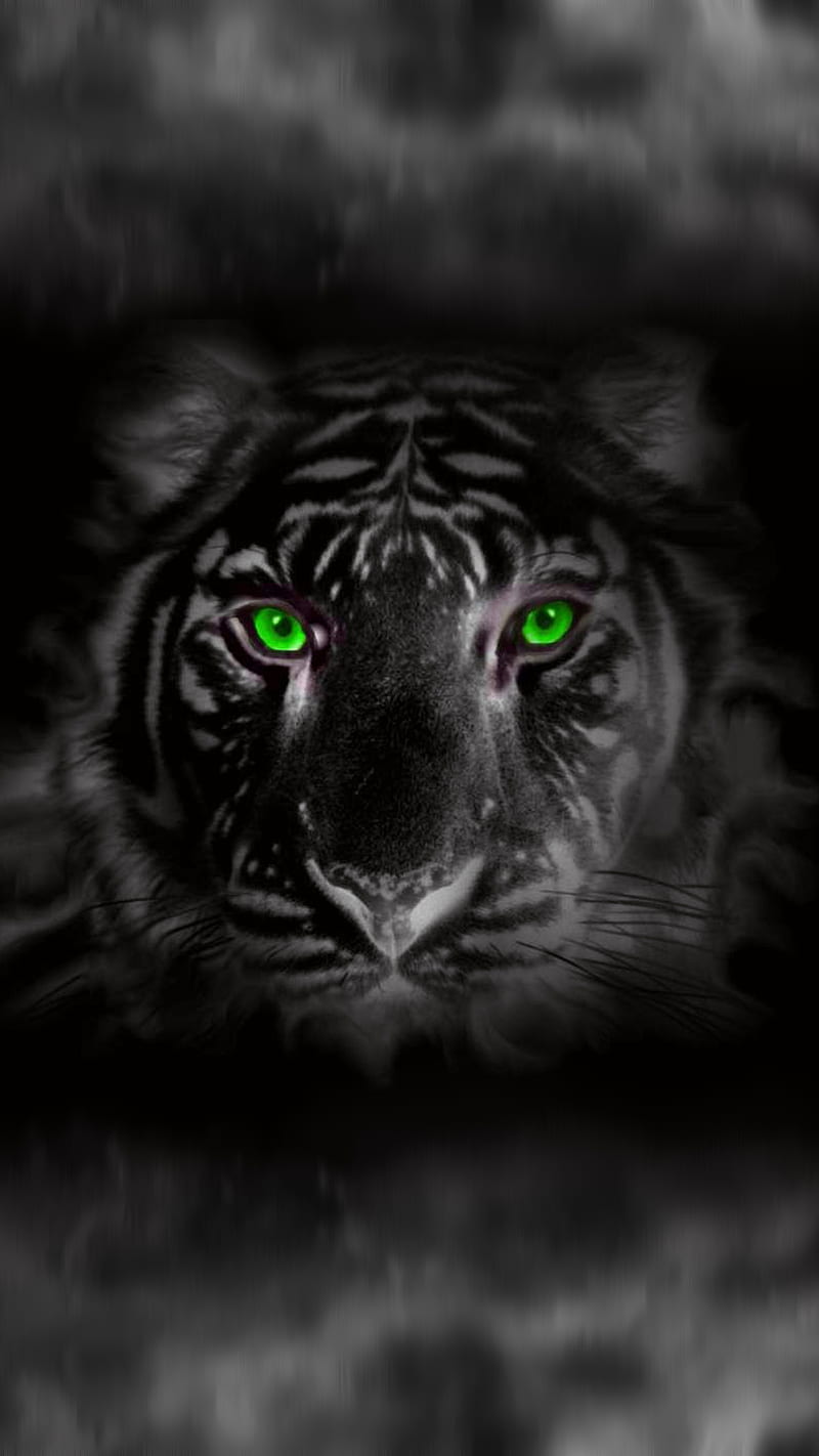 tiger black, noir, tiger, HD phone wallpaper